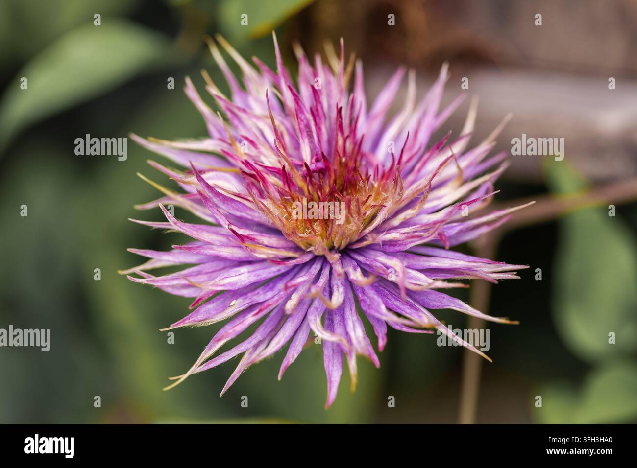 Primo piano di una vibrante fioritura di Centaurea viola e rosa con petali spinosi e frangiati e un centro caldo arancione in fiore. Foto Stock