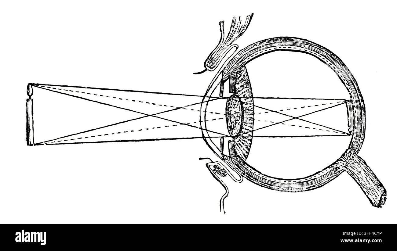 Diagramma ottico antico che dimostra il percorso dei raggi di luce da un oggetto attraverso la cornea e la lente per formare un'immagine capovolta sulla retina. Pulito Foto Stock