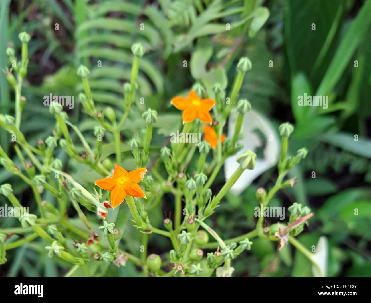 Vibranti fiori a forma di stella arancioni di Mussaenda frondosa selvatica che sbocciano su steli verdi delicati in un lussureggiante giardino tropicale con sfondo morbido Foto Stock