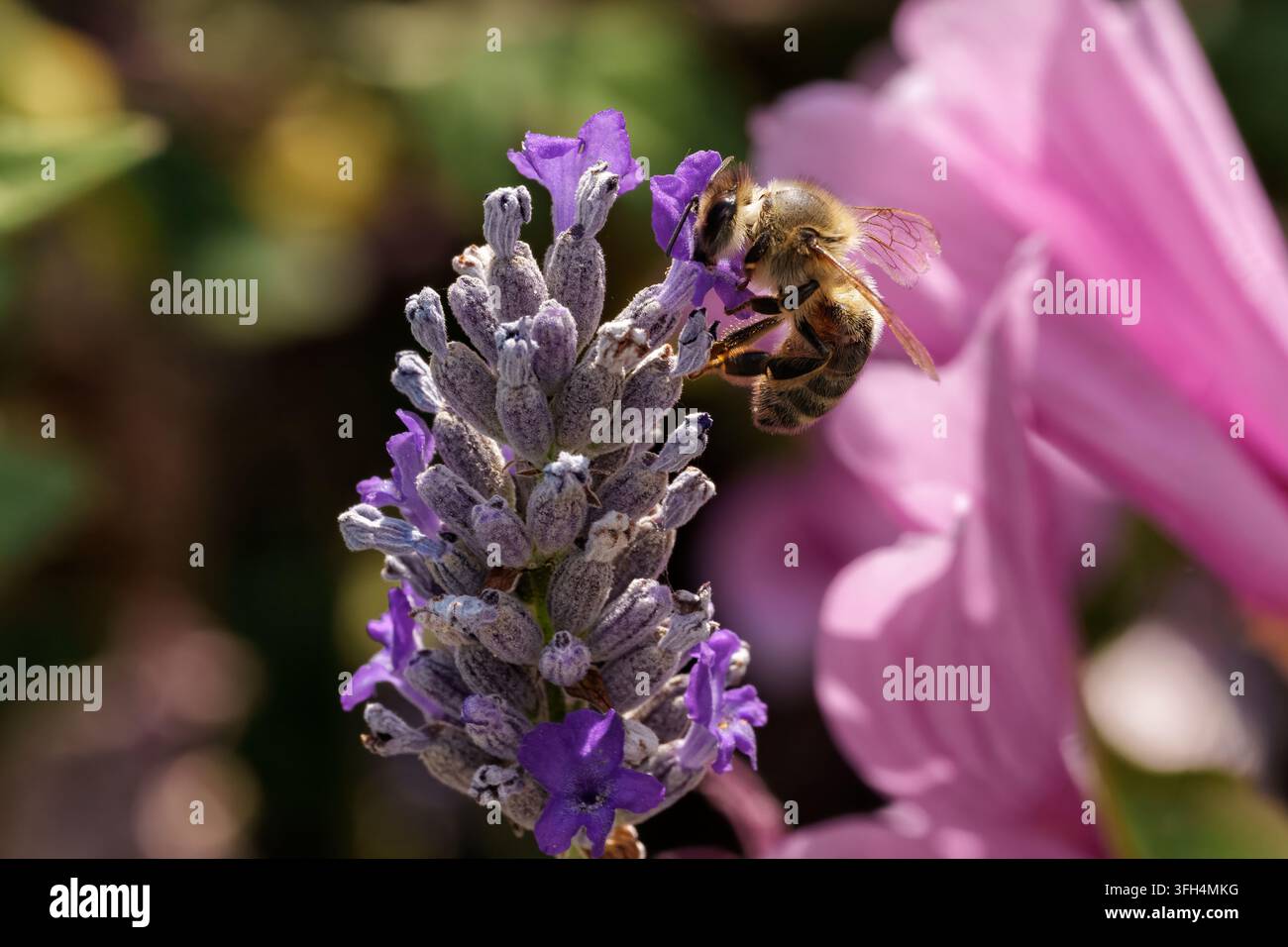 Un bombo che impollina fiori di lavanda viola vivaci in un giardino estivo soleggiato. Foto Stock