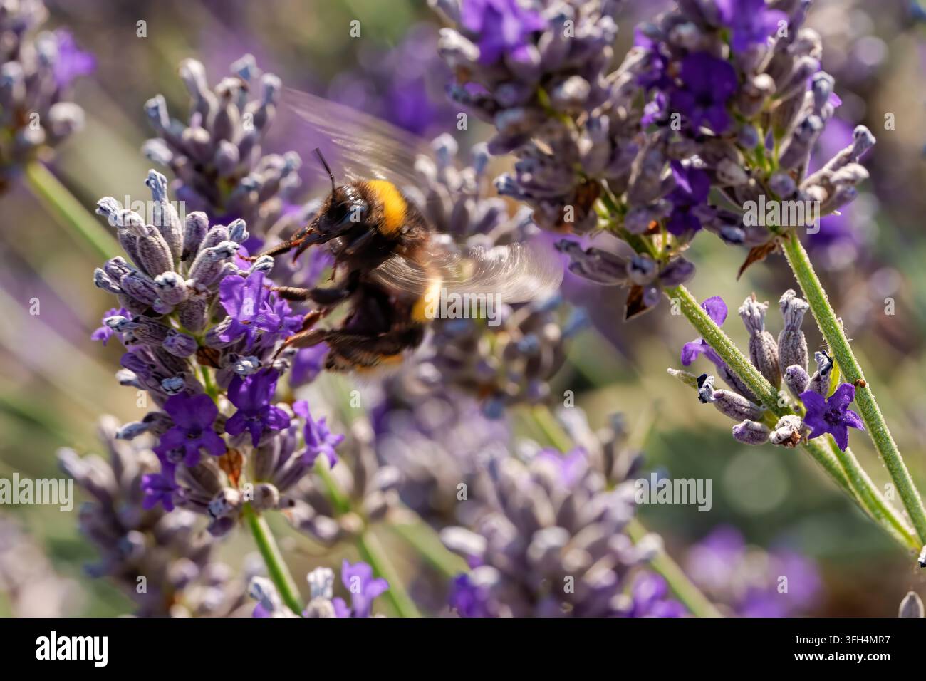 Un bombo in volo che impollina fiori di lavanda viola vibranti in un giardino estivo soleggiato. Foto Stock