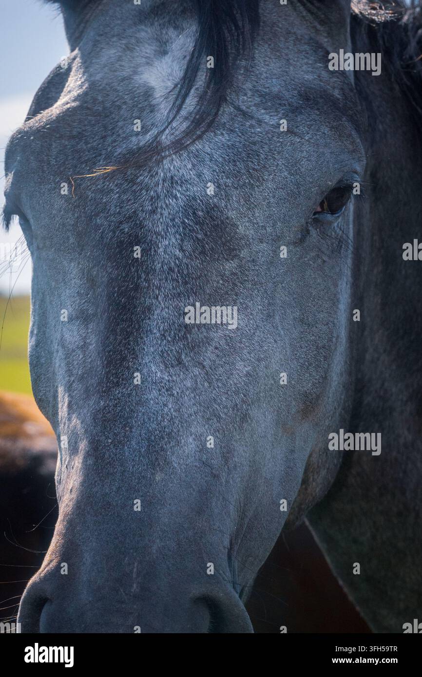 Primissimo piano di un ritratto di un cavallo grigio con criniera scura e occhio gentile Foto Stock