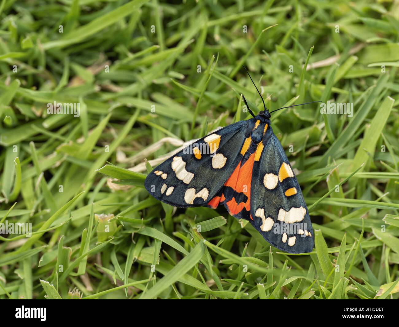 Una vivace falena tigre scarlatta (Callimorpha dominula) che mostra i suoi distintivi motivi alari neri, crema e arancione. Foto Stock