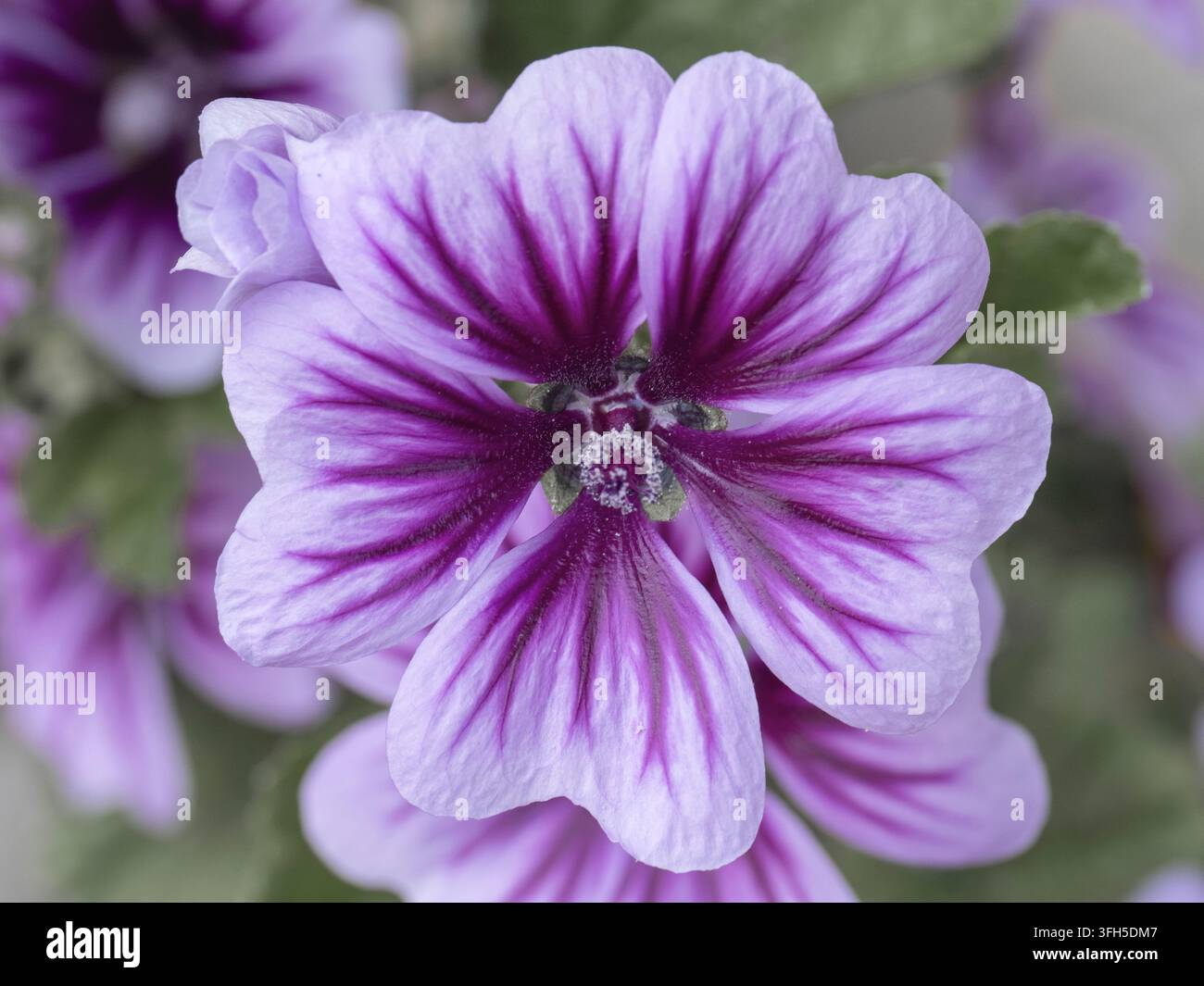 Primo piano di un fiore di malva zebra viola (Malva sylvestris Zebrina) con petali a strisce scure sorprendenti Foto Stock