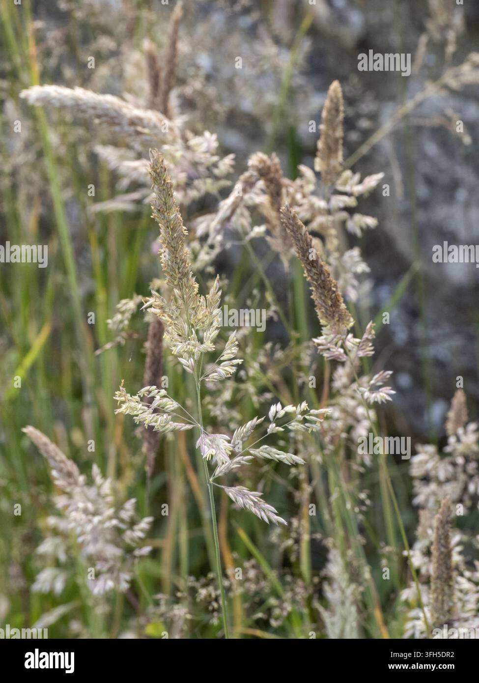 Esili ciuffi morbidi di erba Yorkshire fog (Holcus lanatus) che fioriscono selvaggiamente in un campo all'aperto soleggiato, mostrando la loro texture vellutata. Foto Stock