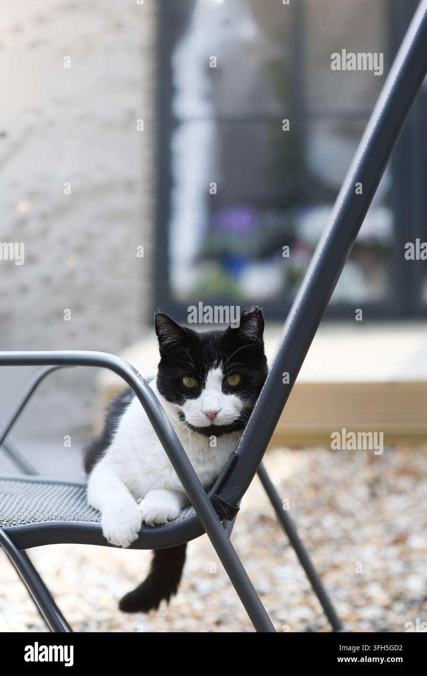Gatto sulla sedia da giardino Foto Stock