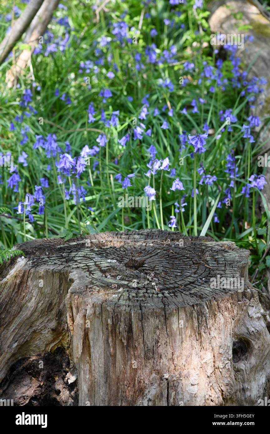 Ceppo d'albero e campanule blu Foto Stock