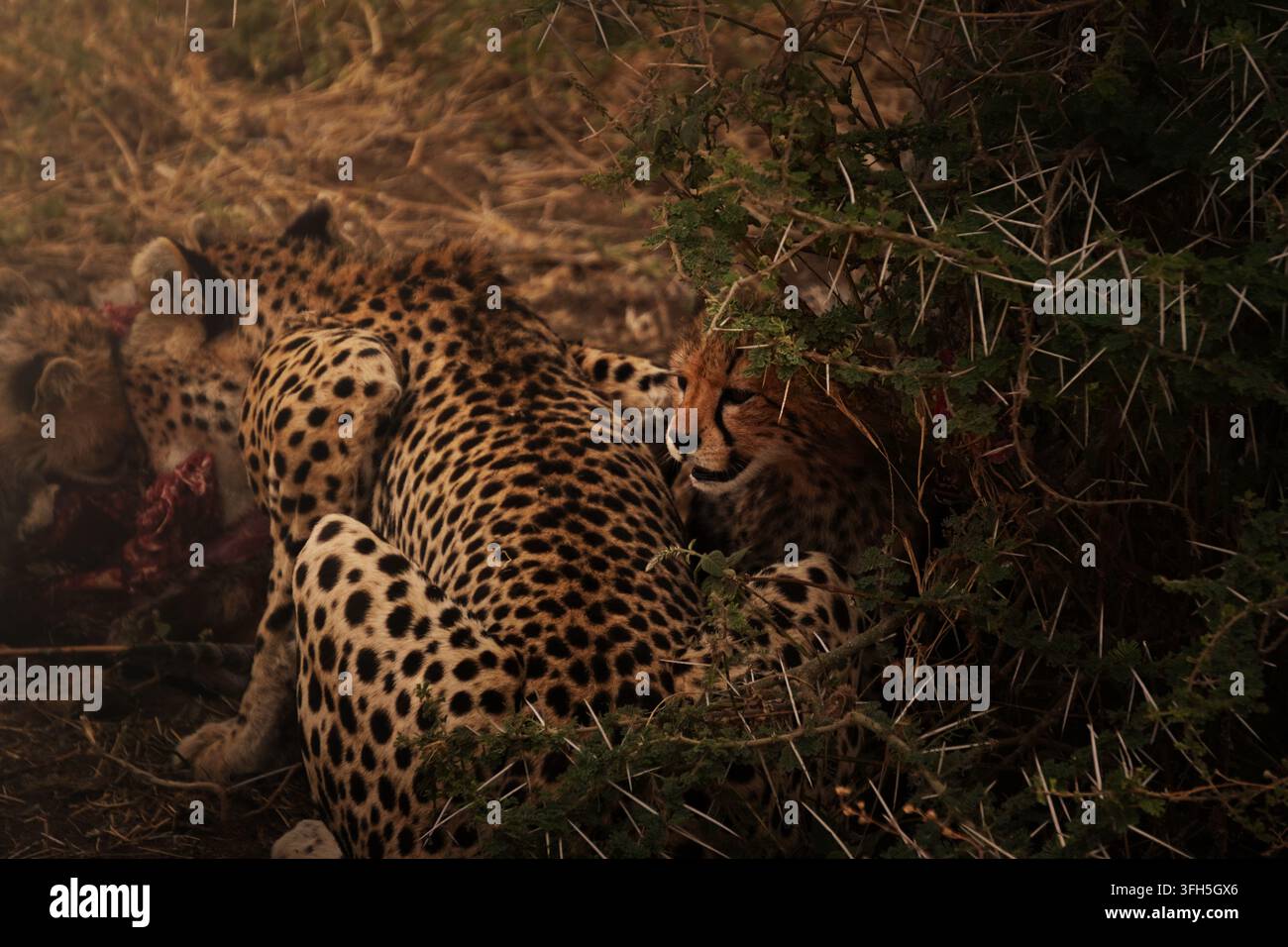 Fotografie scattate durante una safari nel Serengeti, Tanzania. Foto di animali selvatici in safari. Foto Stock