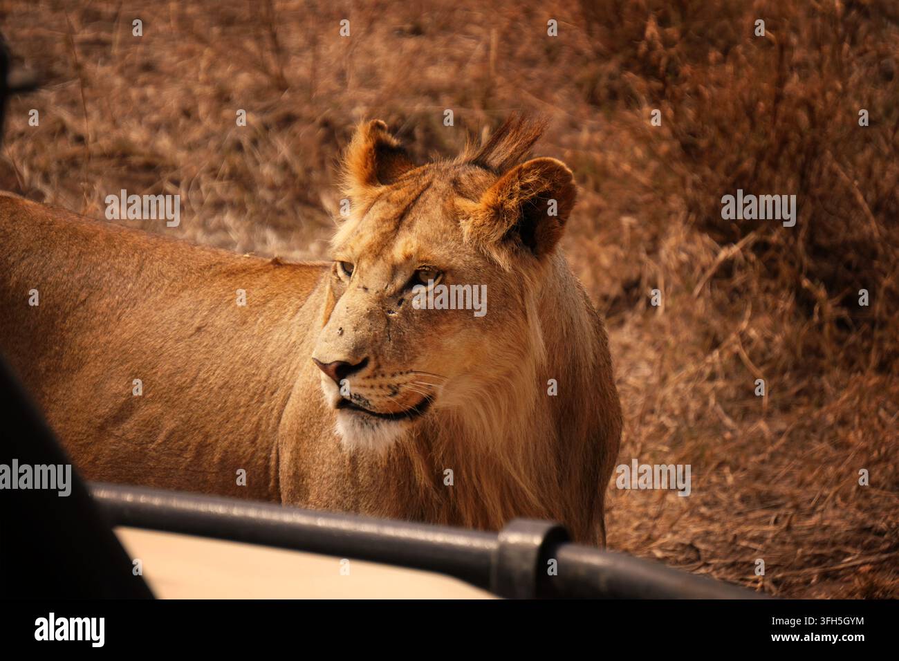 Fotografie scattate durante una safari nel Serengeti, Tanzania. Foto di animali selvatici in safari. Foto Stock