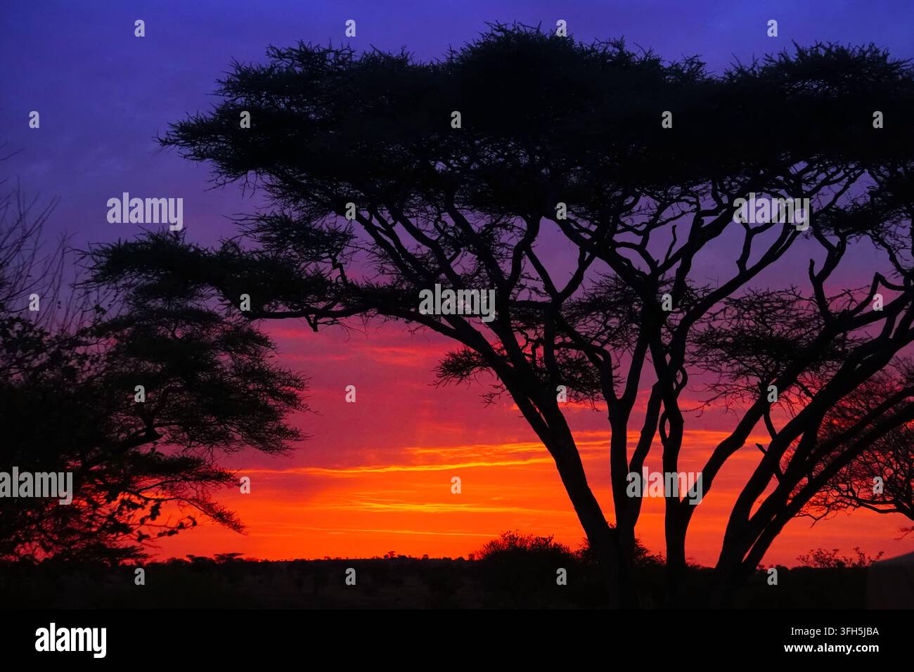 Fotografie scattate durante una safari nel Serengeti, Tanzania. Foto di animali selvatici in safari. Foto Stock