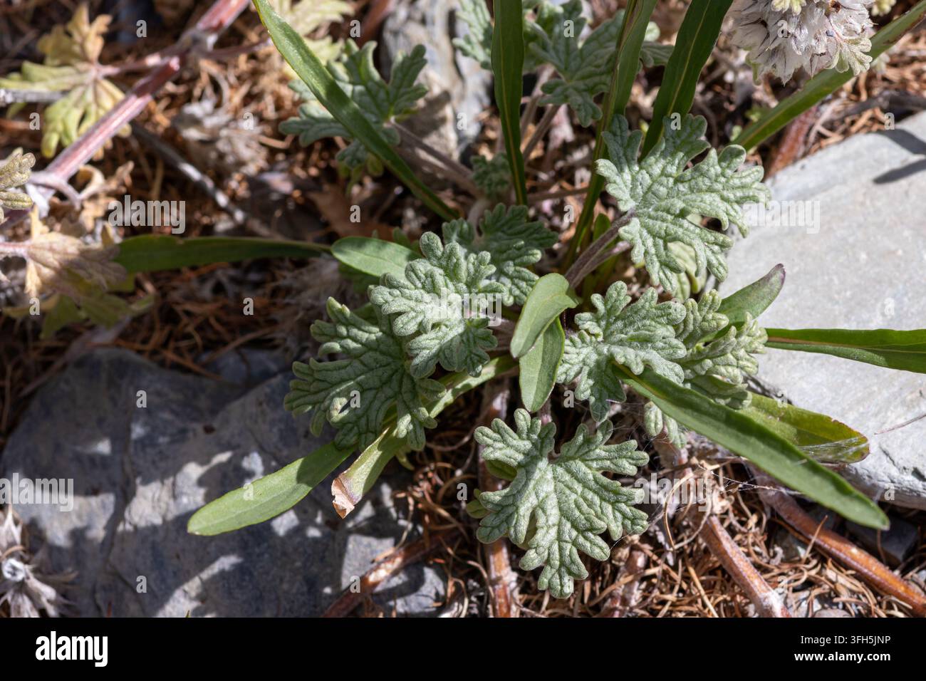 Morfologia della foglia verde scanalata della rara pianta alpina Lagopsis marrubiastrum con texture lanuginosa sulla riva rocciosa del lago Hindiktig-Khol, Tuva, Russia Foto Stock