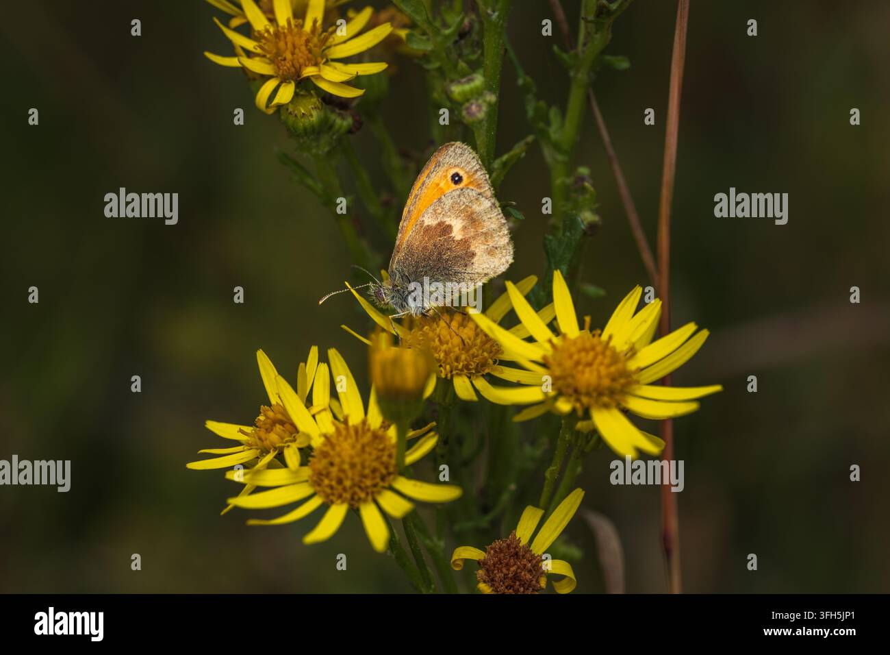Un macroscatto dettagliato di una farfalla Small Heath (Coenonympha pamphilus) appollaiata su fiori selvatici di radica gialla vibrante. Il primo piano mette in mostra la farfalla Foto Stock