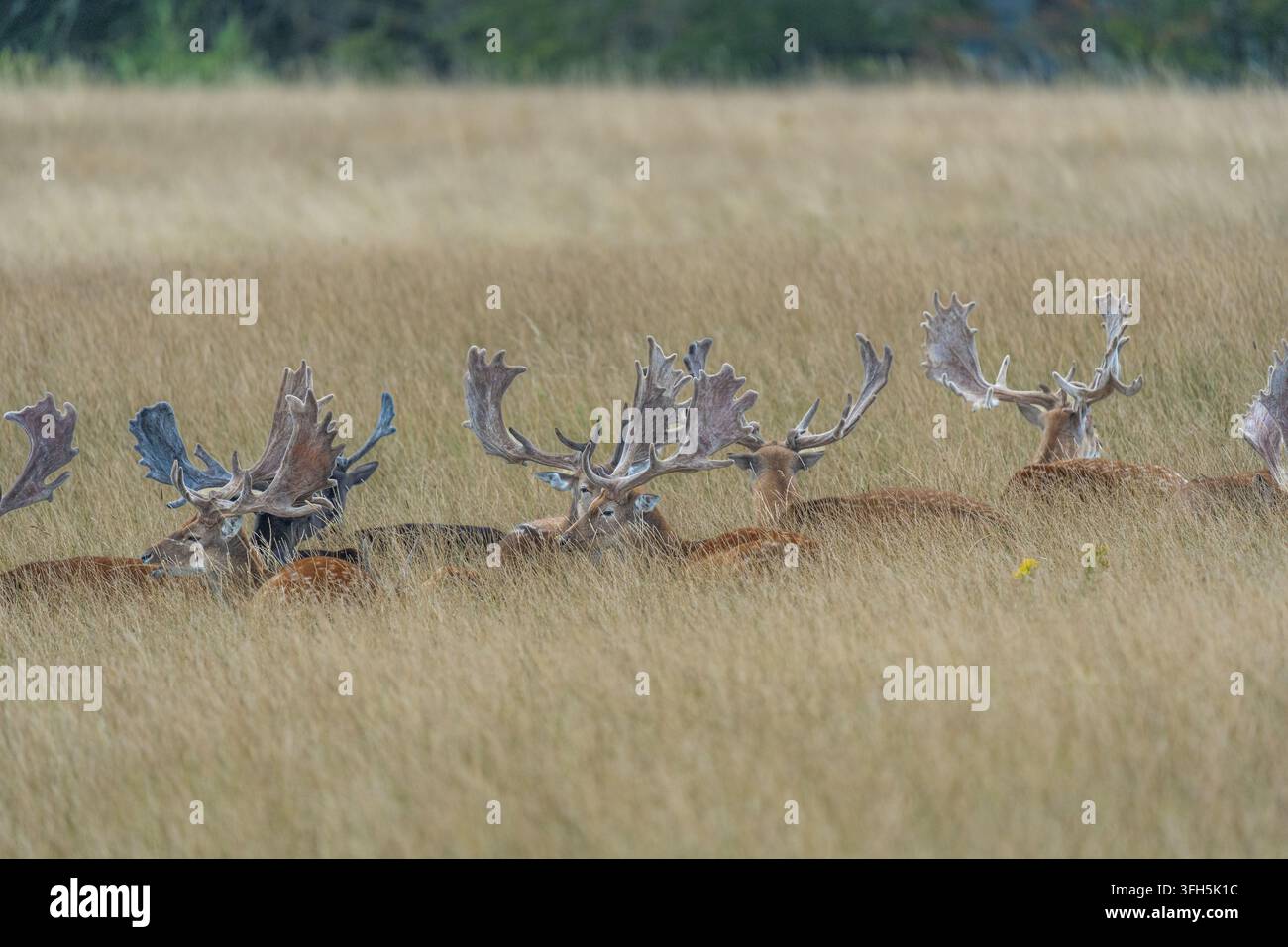 Un piano medio di un gruppo di cervi maschi di daino con grandi corna palmate che si riposano e sono nascosti tra erba alta secca e dorata in un campo aperto omea Foto Stock
