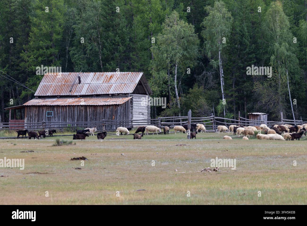 Gregge di pecore e capre che pascolano in un recinto vicino a un fienile tradizionale in legno nel remoto villaggio di montagna Arkyt, Altai, Russia Foto Stock