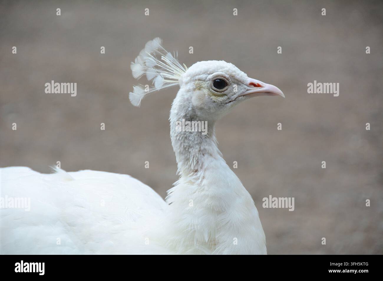 Un pavone bianco, o fagiano, con la condizione genetica nota come leucismo che gli conferisce il suo colore bianco, visto vicino ad Antalya nel sud della Turchia. Foto Stock