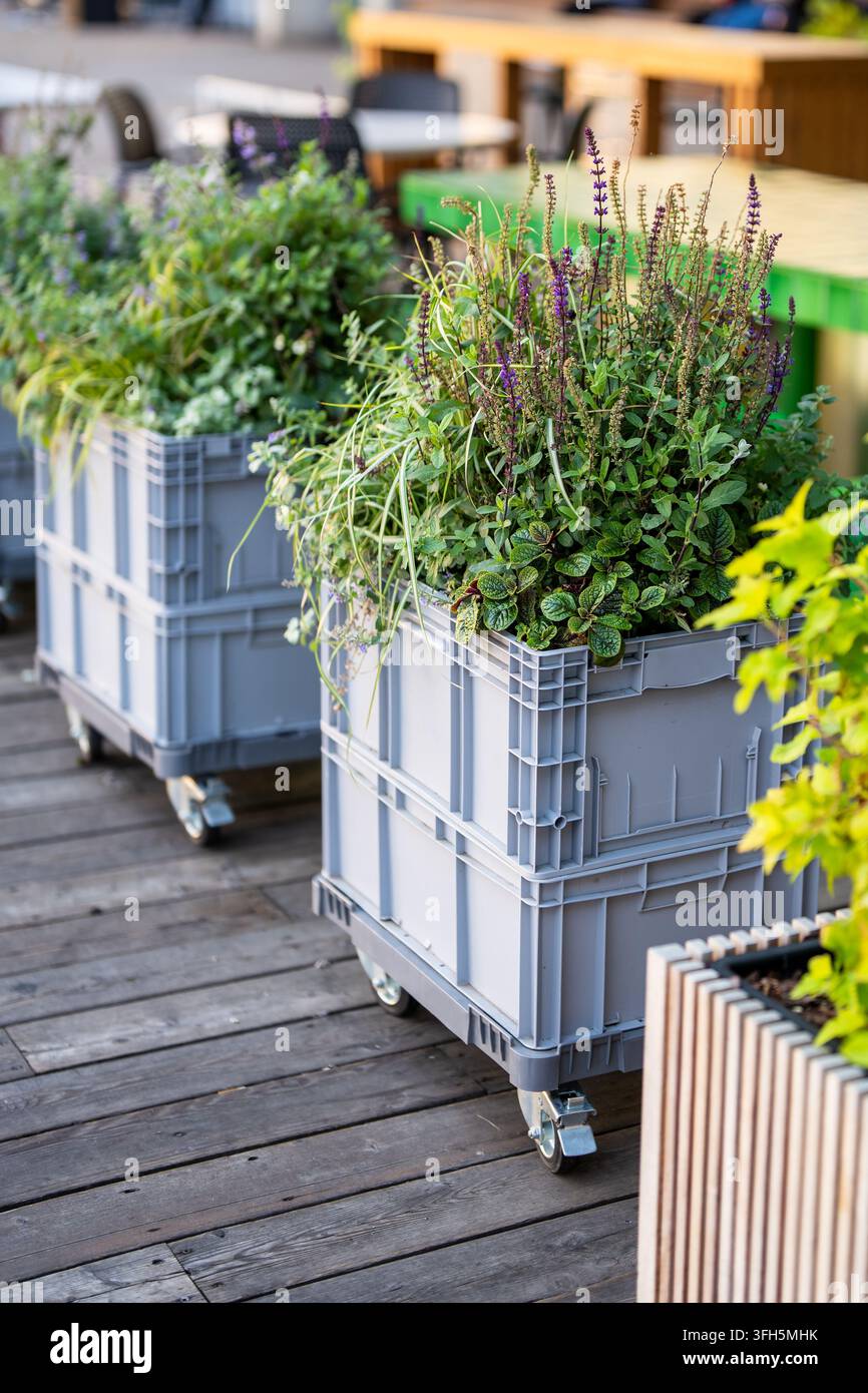 Contenitori di plastica su ruote riempiti con erbe aromatiche fiorite sulla terrazza di un ristorante di strada. Foto Stock