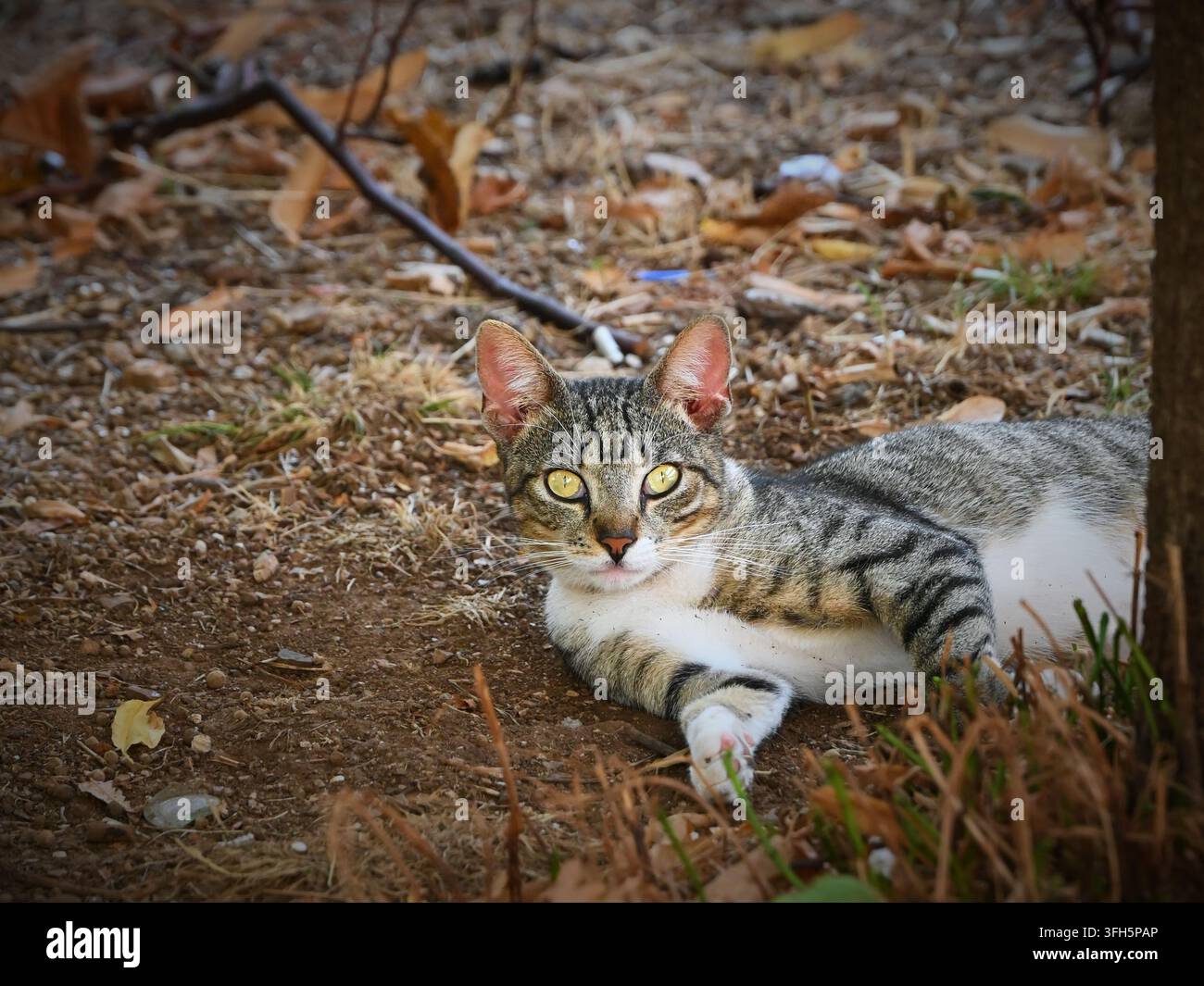 Fotografia orizzontale di un gatto tigrato e bianco sdraiato su terreno terroso circondato da foglie secche e ramoscelli sparsi all'aperto. Foto Stock