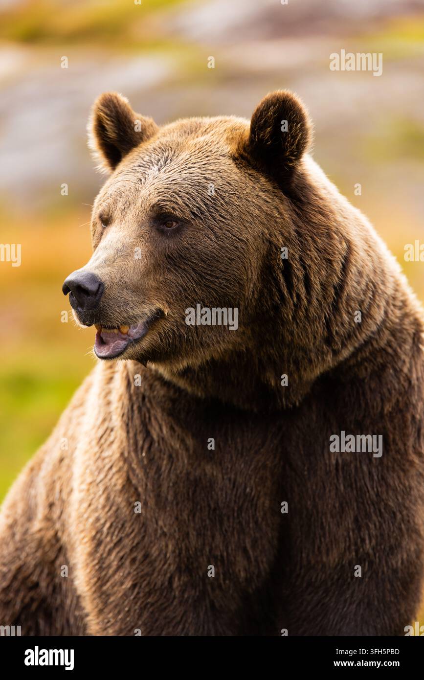 Maestoso orso bruno nella natura selvaggia scandinava con una luce dorata e soffusa Foto Stock