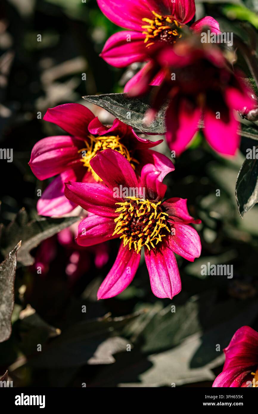 Ritratto naturale in primo piano di una pianta fiorita della deliziosa Dahlia x Hortensis 'Luberga Dark Velvet’. A stelo lungo, Amabile, Luminosa, Lussuosa, Magica Foto Stock