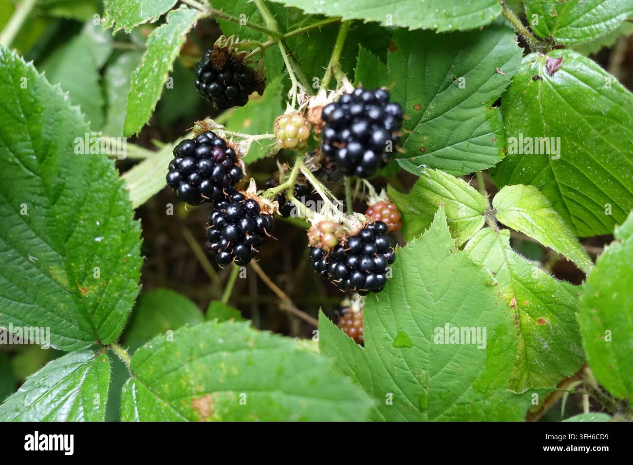 Prima vista di more mature e bacche in sviluppo che crescono naturalmente tra le foglie verdi e dense delle rovi. Foto Stock