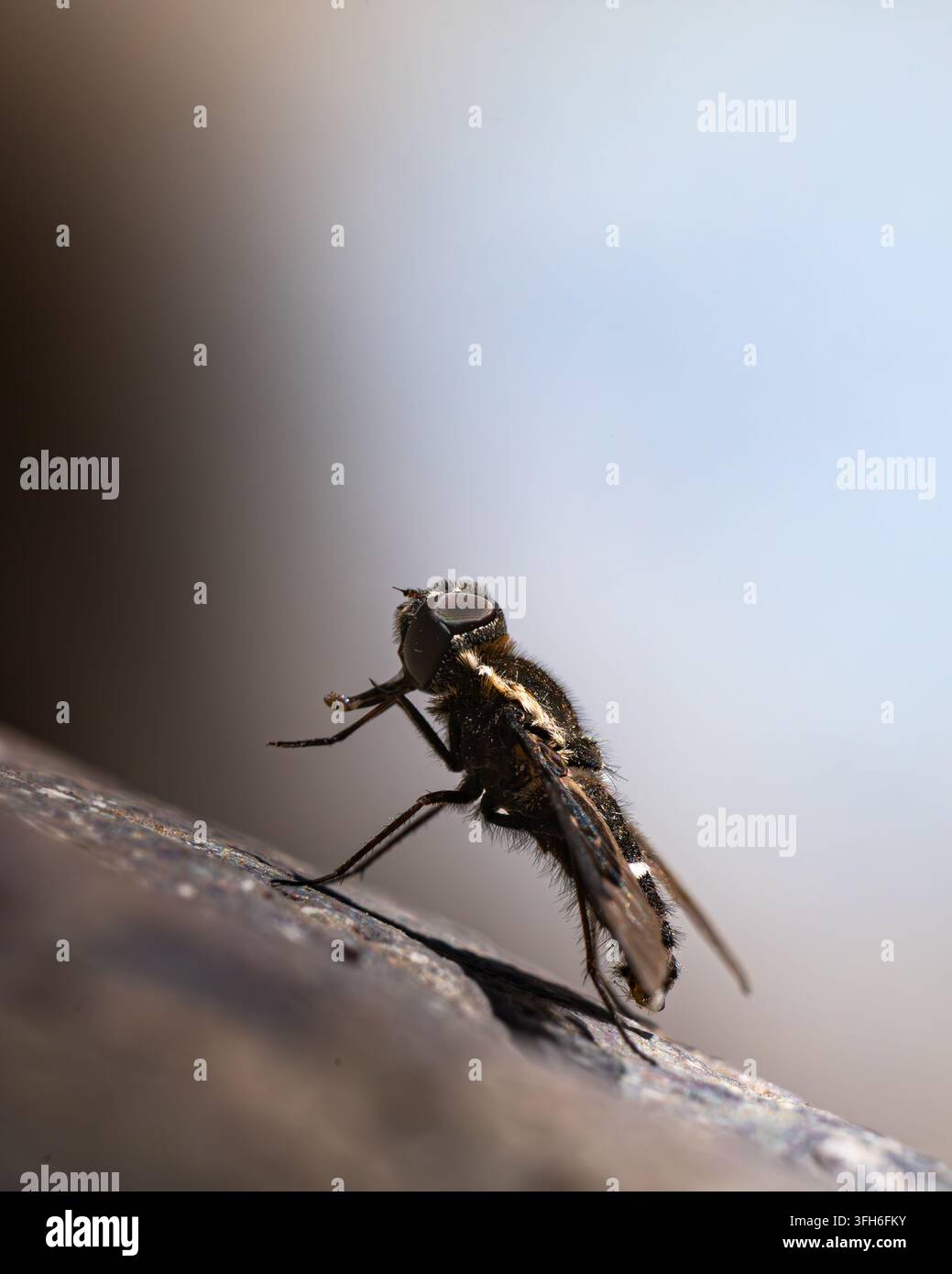 Fotografia macro dettagliata di una vera mosca appollaiata su una superficie di pietra con illuminazione di sfondo morbida nella palude di Batuco, Cile Foto Stock