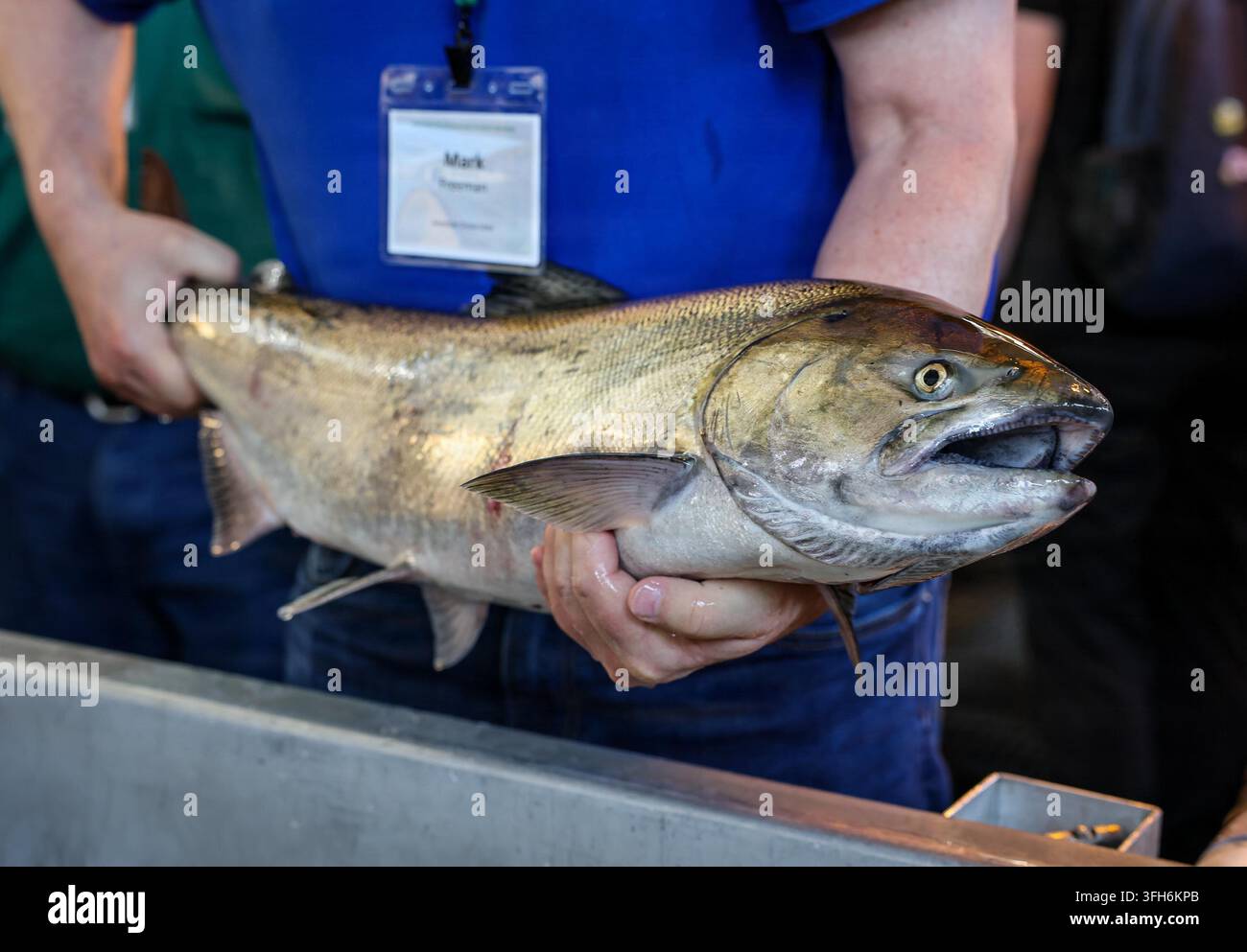 Un membro dello staff mostra un salmone Chinook ai visitatori al Lower Granite Dam, vicino a Colfax, Washington, nell'ambito di un tour per membri del Congresso e la Washington Association of Wheat Growers, focalizzato sulle strutture di passaggio dei pesci e sui programmi di mitigazione ambientale della diga. Foto Stock
