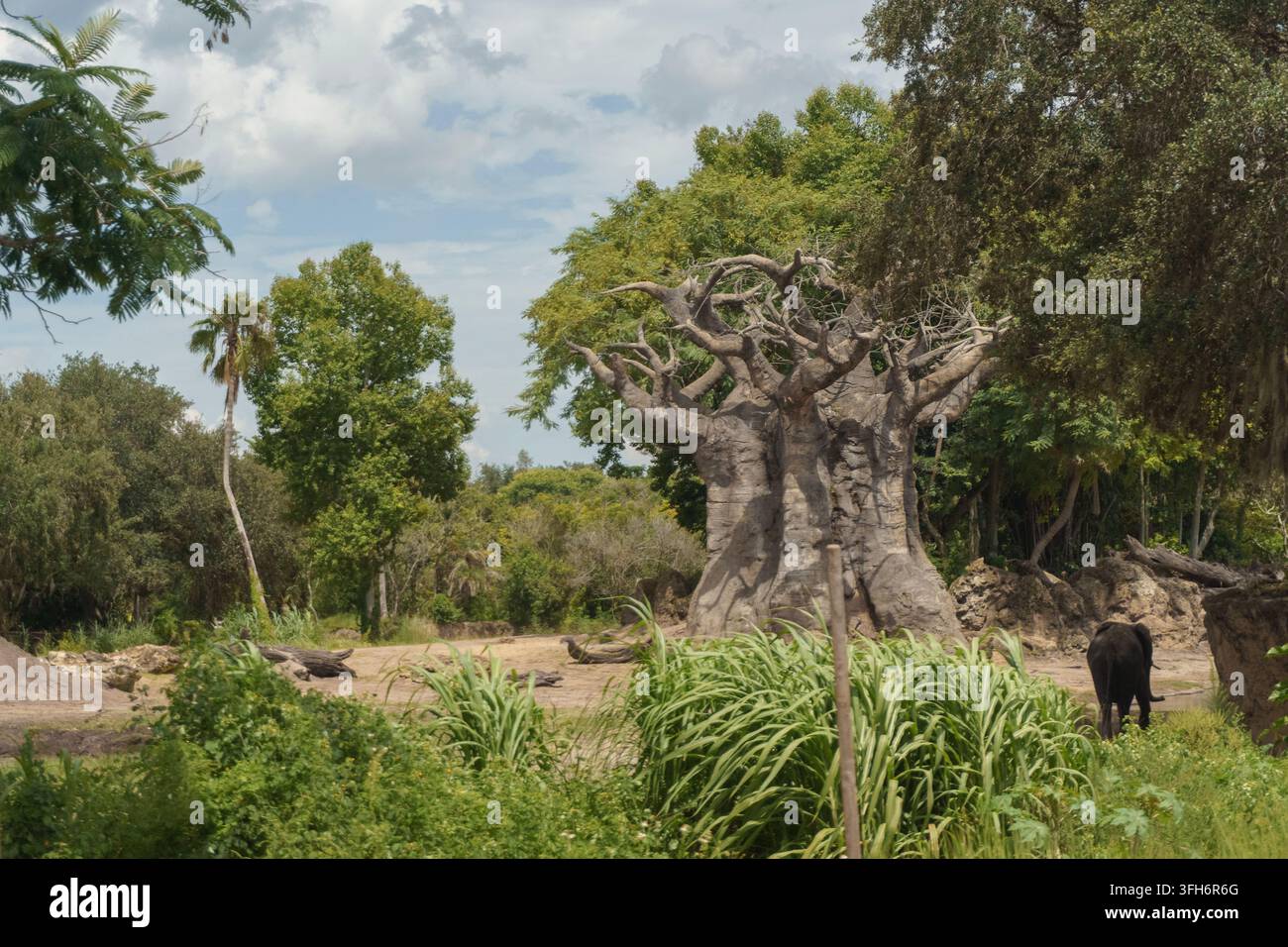 Vista panoramica dell'acacia xanthophloea, albero della febbre, che si erge in una radura di terra circondata da alberi tropicali. Un grande elefante cammina intorno alla base dell'albero sotto w Foto Stock