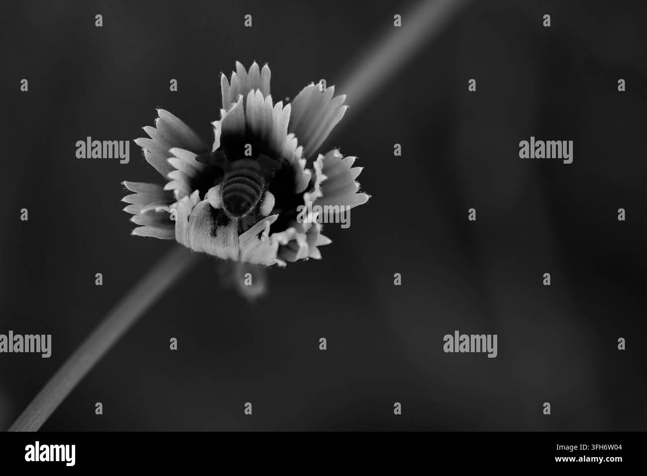 Primo piano in bianco e nero di un girasole con un'ape appoggiata al suo centro su uno sfondo scuro sfocato. Foto Stock