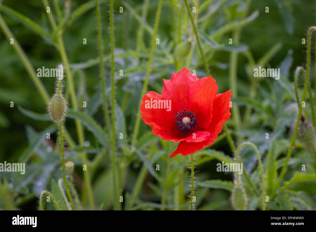 Papaver somniferum, papavero da seme di pane con un fiore rosso scarlatto vivace, petali delicati e increspati e un gruppo scuro di stami. Foto Stock