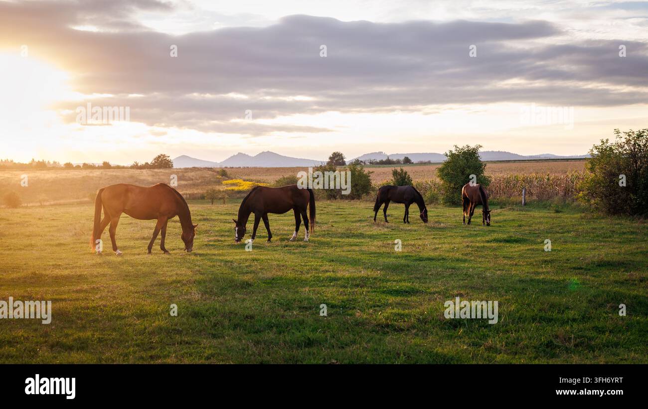 Mandria di cavalli che pascolano l'erba su un pascolo durante il tramonto estivo. Paesaggio rurale e scenario di tranquillità Foto Stock