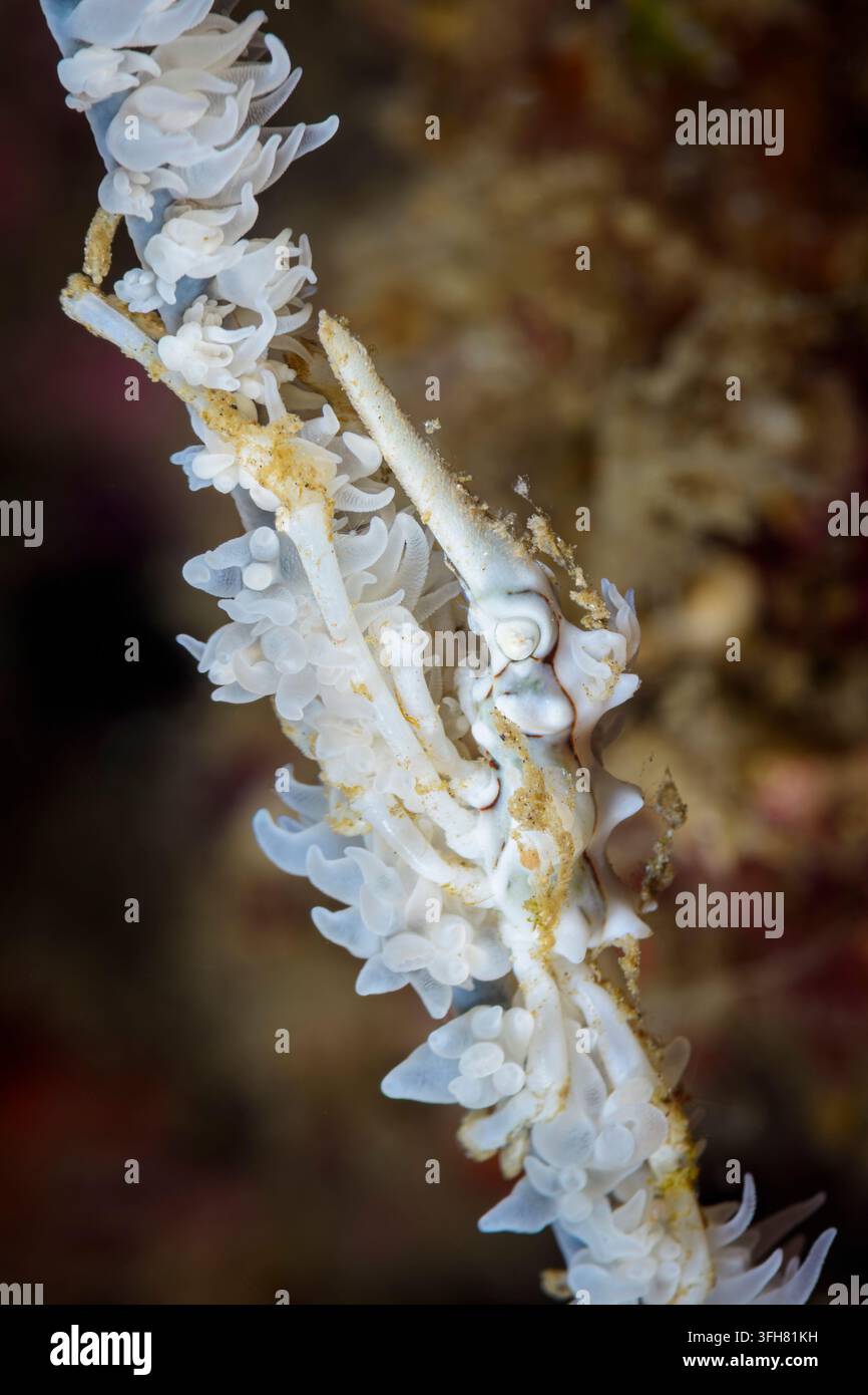 Granchio corallo filiforme, Xenocarcinus tuberculatus, Stretto di Lembeh, Nord Sulawesi, Indonesia, Pacifico Foto Stock