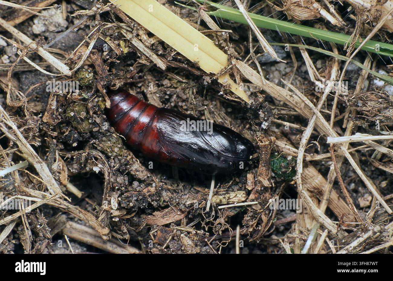 PUPA DI FALENA DELL'ERBA (SPODOPTERA MAURITIA) ESPOSTA NEI RIFIUTI DEL SUOLO. AUSTRALIA. Foto Stock