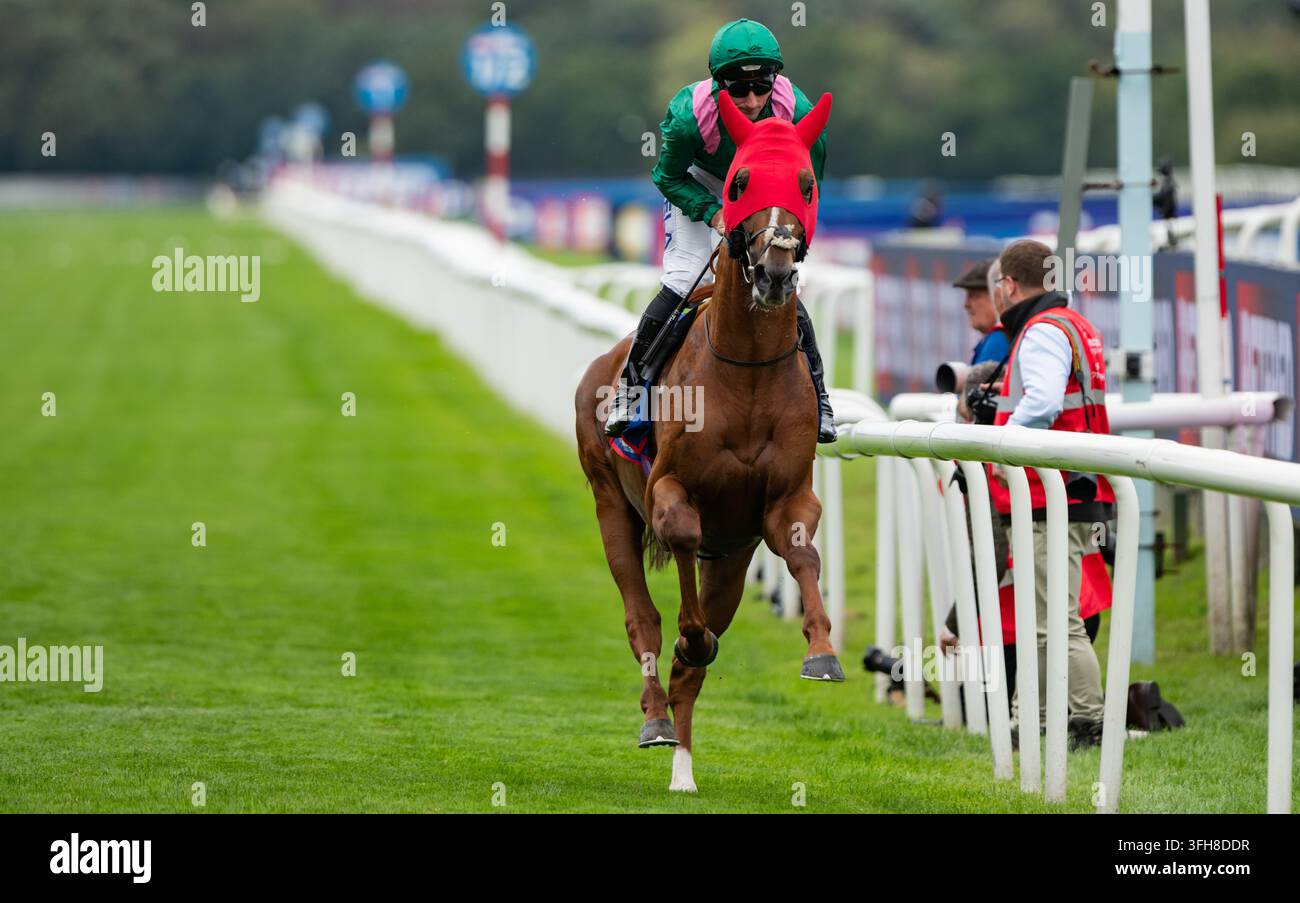 Galiyan si dirige verso la partenza per il Betfred St Leger 2026. Credit JTW Equine Images / Alamy Foto Stock