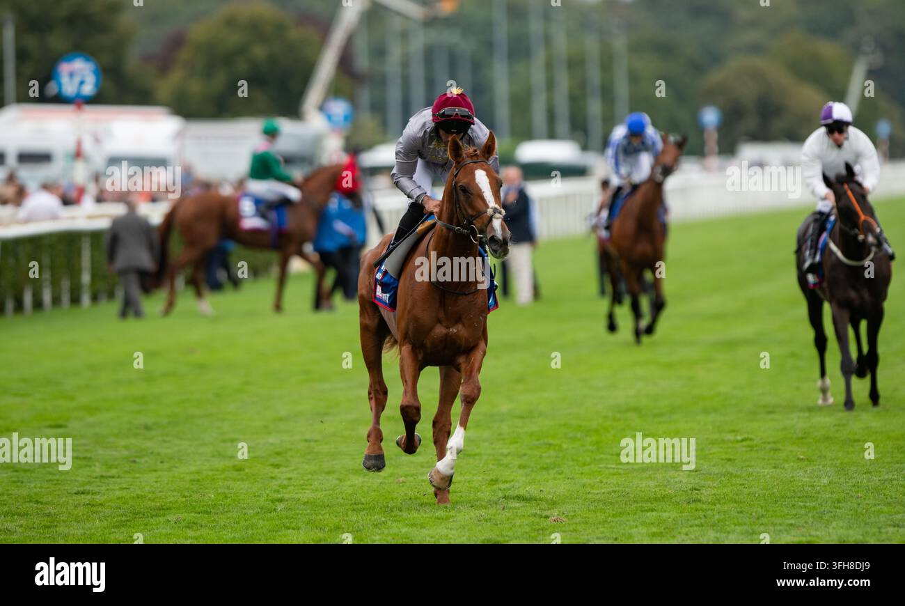 Hatteen si dirige verso il via per il Betfred St Leger 2026. Credit JTW Equine Images / Alamy Foto Stock