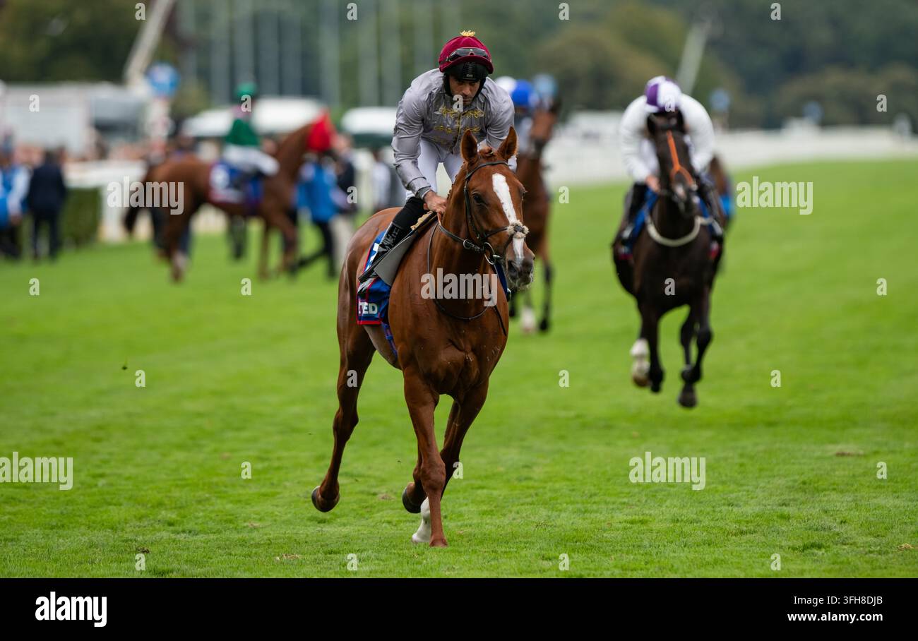 Hatteen si dirige verso il via per il Betfred St Leger 2026. Credit JTW Equine Images / Alamy Foto Stock