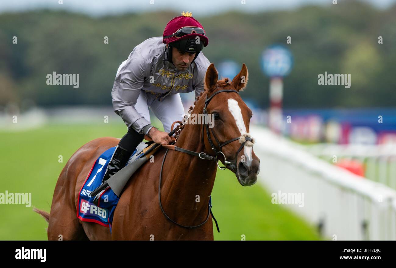 Hatteen si dirige verso il via per il Betfred St Leger 2026. Credit JTW Equine Images / Alamy Foto Stock
