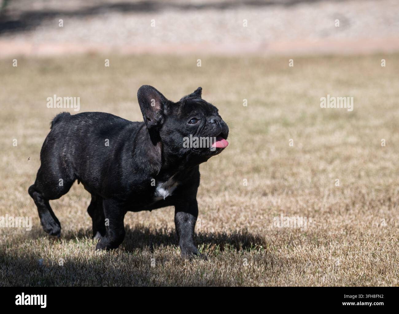 Bulle dog francese con la lingua fuori, che cammina sull'erba morta invernale Foto Stock