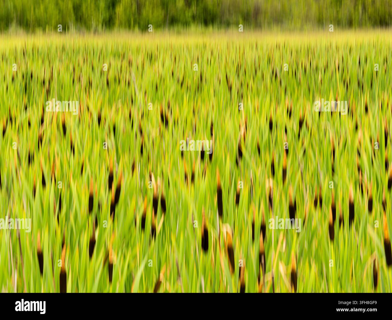 Movimento intenzionale della fotocamera su un campo di canne nella zona centro-meridionale dell'Alaska. Foto Stock