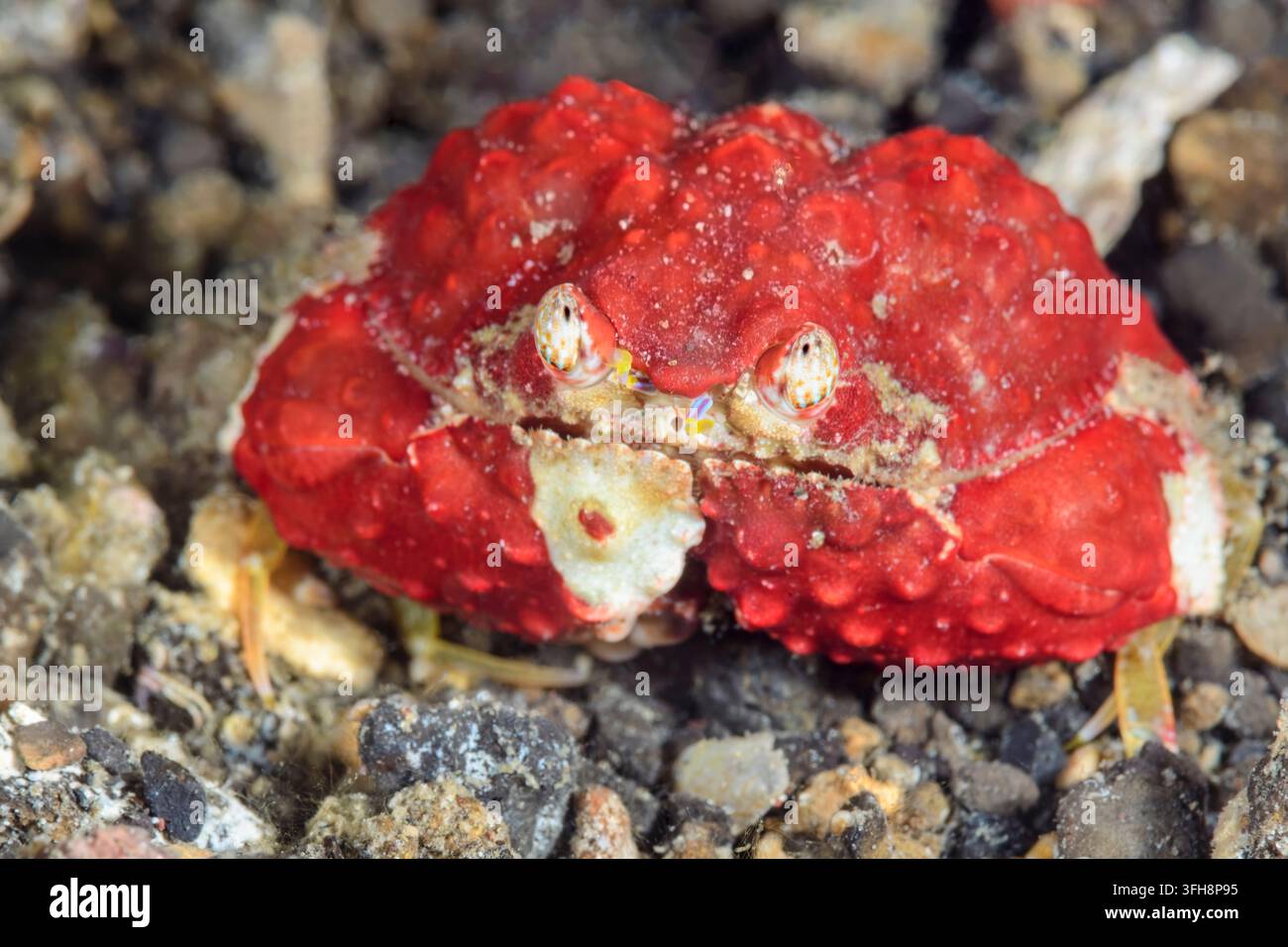 Granchio scatola ruvido giovanile, Calappa gallus, Stretto di Lembeh, Nord Sulawesi, Indonesia, Pacifico Foto Stock