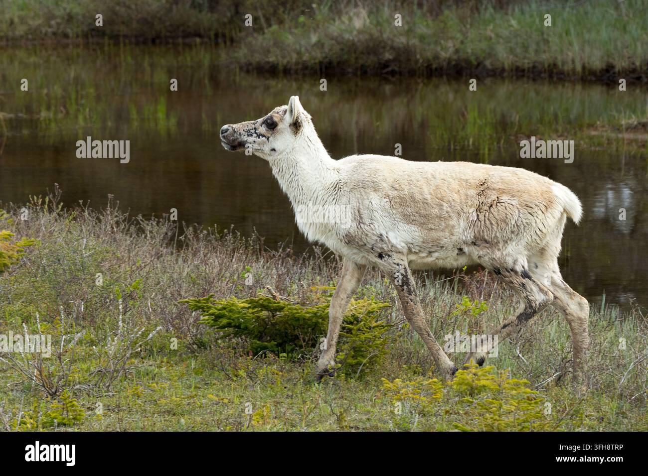 Caribù dei boschi a Plum Point, Northern Peninsula, Terranova e Labrador Foto Stock