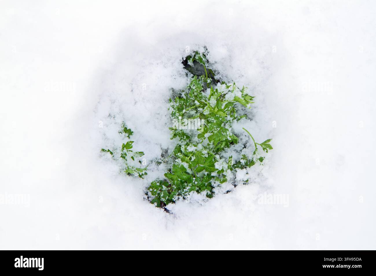 Prezzemolo d'erba verde sotto la neve. Pianta verde sotto la neve in inverno Foto Stock