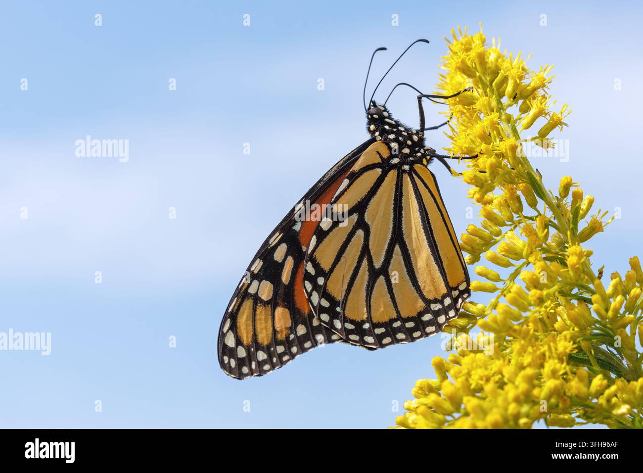Una farfalla monarca (Danaus Plexippus) su fiori di verga d'oro (Solidago) nella contea di Lee, Iowa Foto Stock