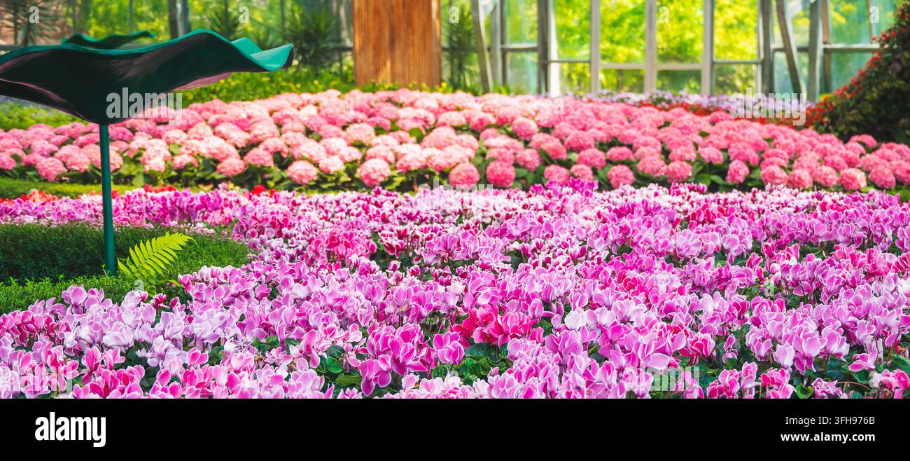 Aiuoli di fiori di ciclamino rosa in un giardino botanico in serra Foto Stock