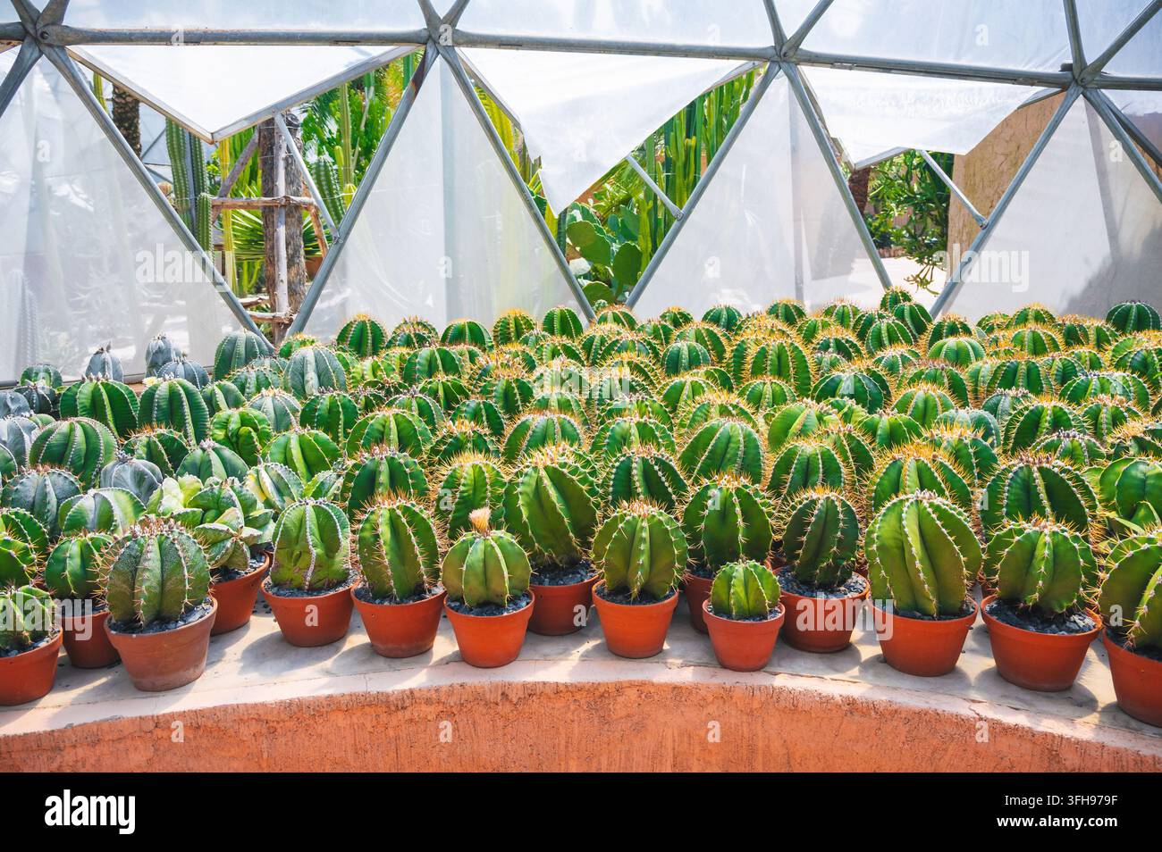 Una serra botanica piena di un'impressionante collezione di cactus, succulente e piante desertiche. Foto Stock