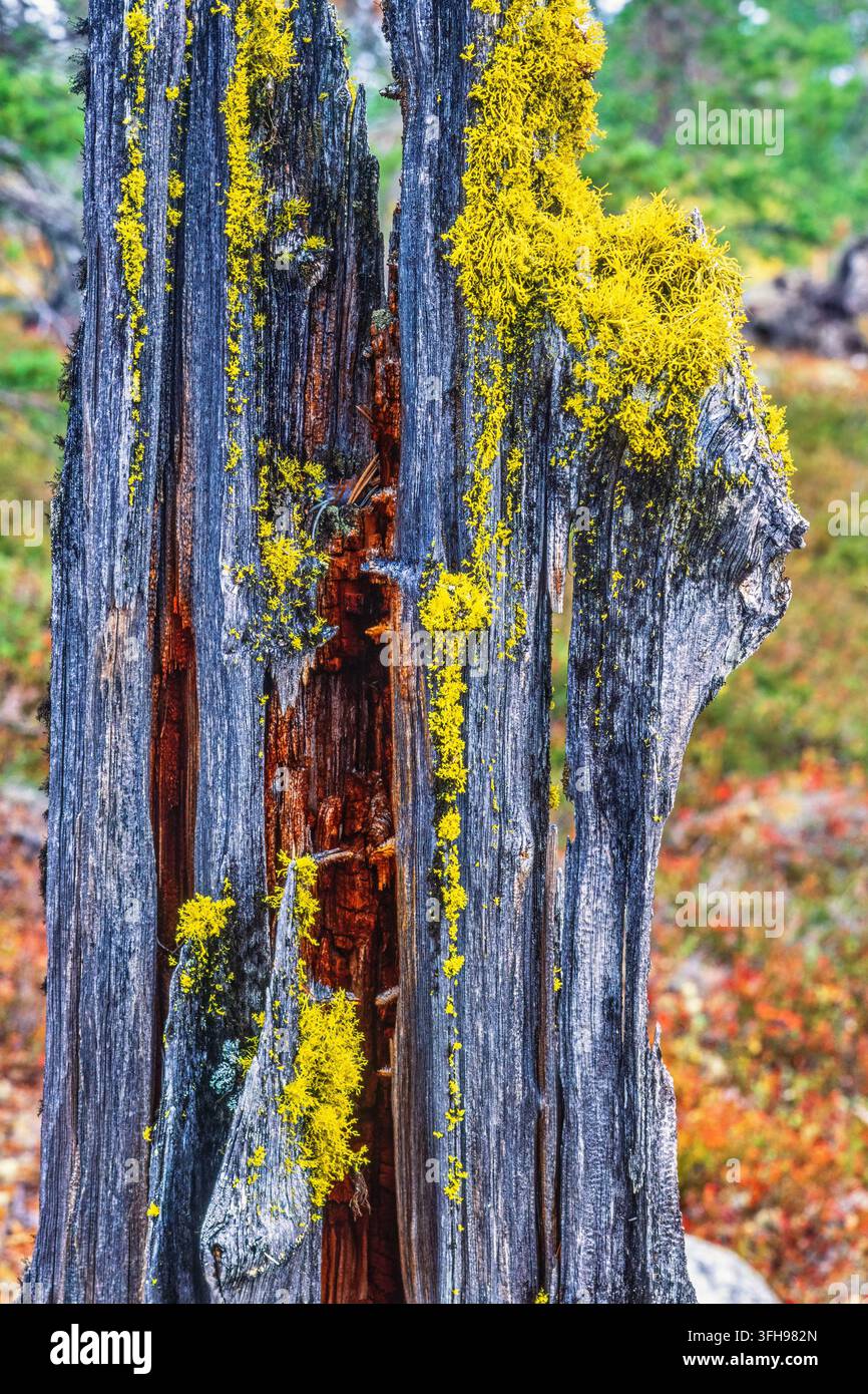 Licheni di lupo su un ceppo d'albero in una foresta in autunno Foto Stock