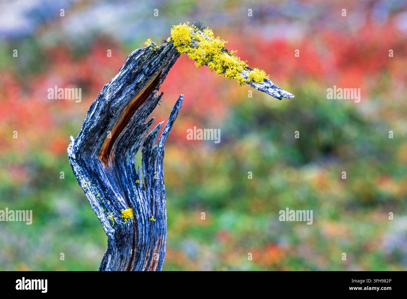 Lichen lupo su un ceppo d'albero nella foresta in autunno Foto Stock