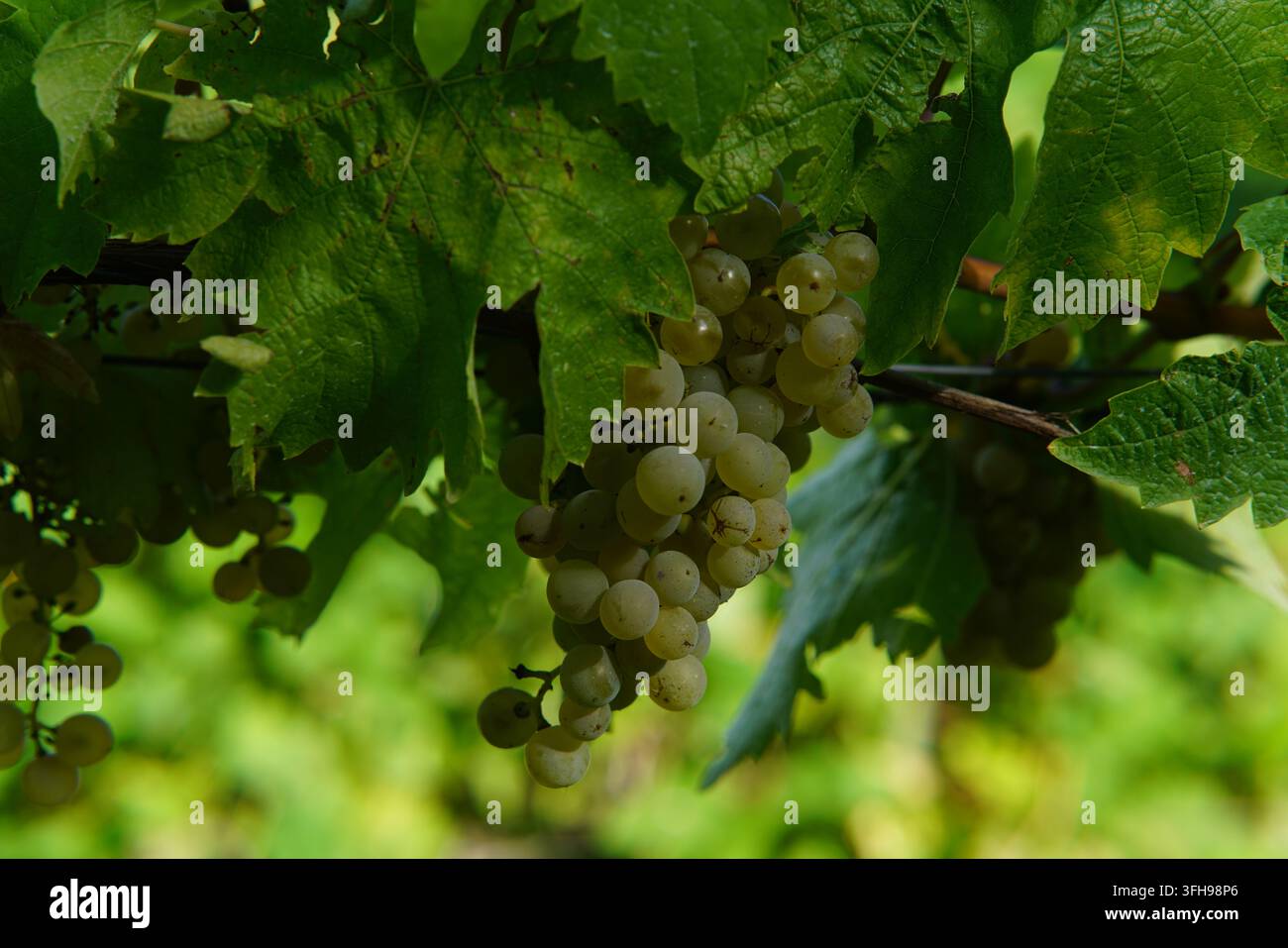 Mazzo di acini bianchi maturi appesi tra le foglie verdi della vite a Denbies Vineyard a Dorking, Inghilterra. Foto Stock