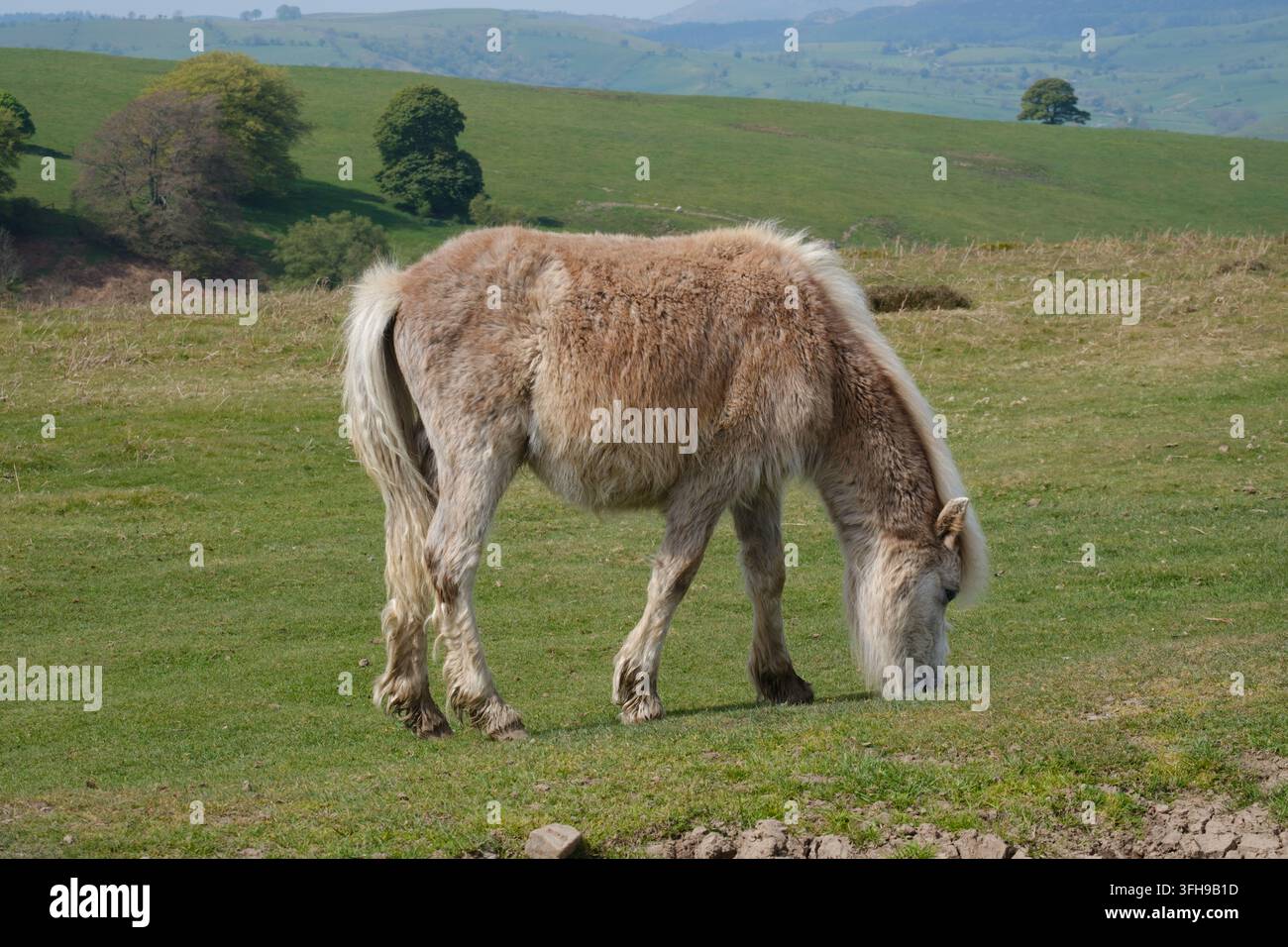 Un pony soffice pasce sull'erba nelle colline di Long Mynd Common nello Shropshire, Inghilterra. Foto Stock