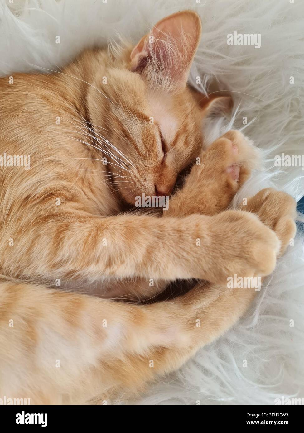Gatto gingilloso addormentato che riposa comodamente su una morbida coperta bianca Foto Stock