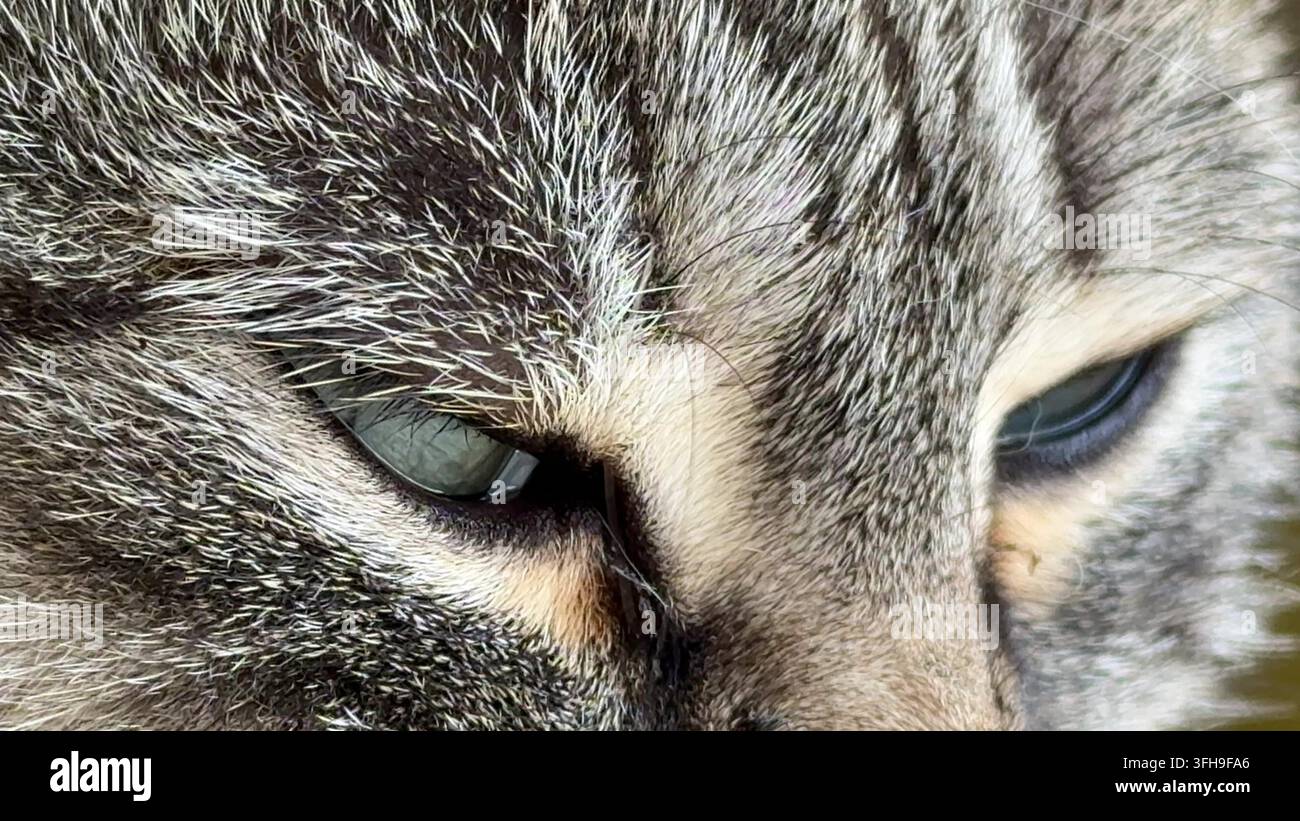 Un macroscatto dettagliato che cattura l'occhio e il pelo strutturato di un gatto tabby grigio con intensa concentrazione e dettagli nitidi. Foto Stock